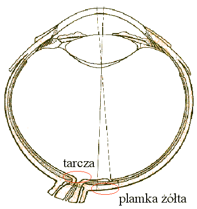 Umiejscowienie plamki lepej